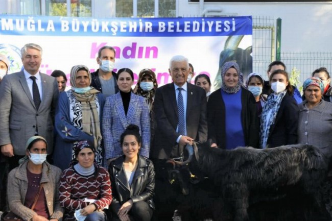 Muğla Yatağan'da kıl keçisi desteği