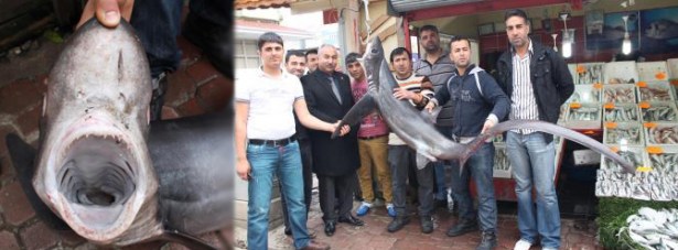 110 kiloluk köpek balığı yakalandı!