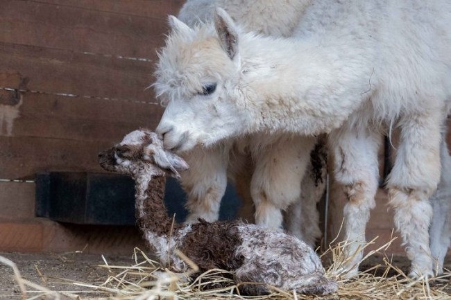Ormanya'nın yeni gözdesi yavru Alpaka