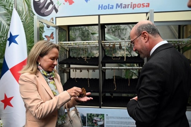 Panama kelebekleri Konya'da kanat çırptı... Kelebeklerin yeni cenneti olacak