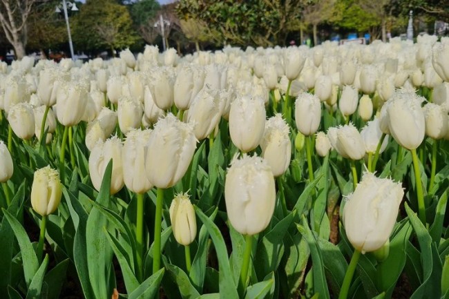 İstanbul'da lale mevsimi