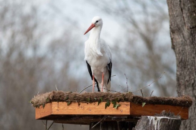 Engelli leylekler için Ormanya'dan özel proje