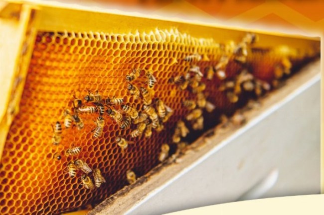 Türkiye'de ilk... Arı Pazarı Bursa Mustafakemalpaşa'ya açılıyor