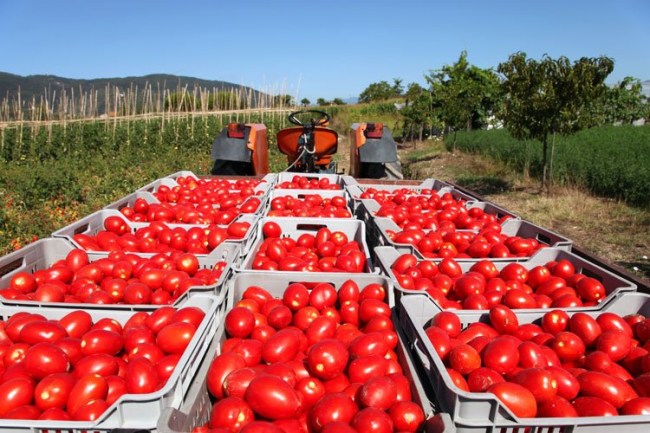 Rusya'ya domates ihracatında kota 500 bin tona çıkarıldı