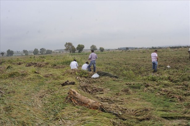 Fındık tarlasında kadın cesedi bulundu!..