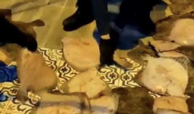 Zonguldak’ta kaçak kalkan avına ceza