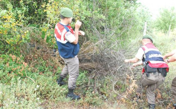 300 kök hint keneviri ele geçirildi..