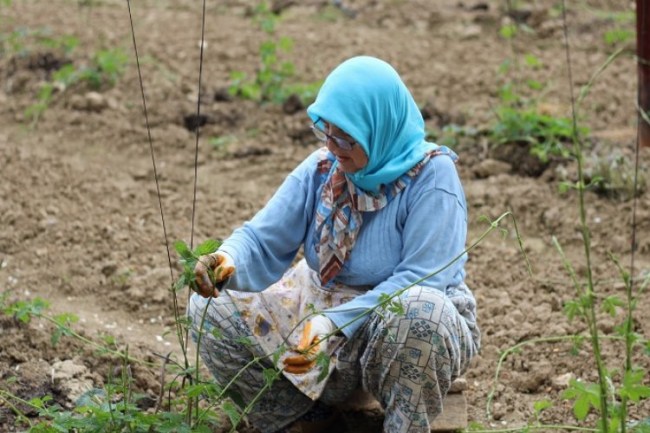 Bilecik Pazaryeri'nde üretici çiftçinin iplikleme mesaisi