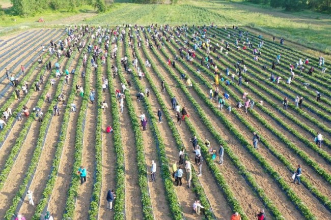 İzmit Çilek Köyü'nde muhteşem hasat