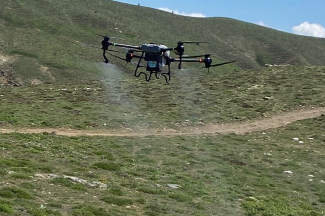 Manisa Salihli'de çekirgelere havadan mücadele