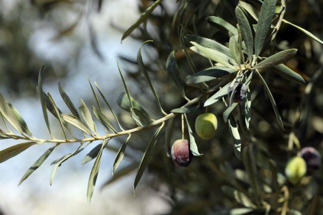 Gemlik Zeytini'ne AB tescili!