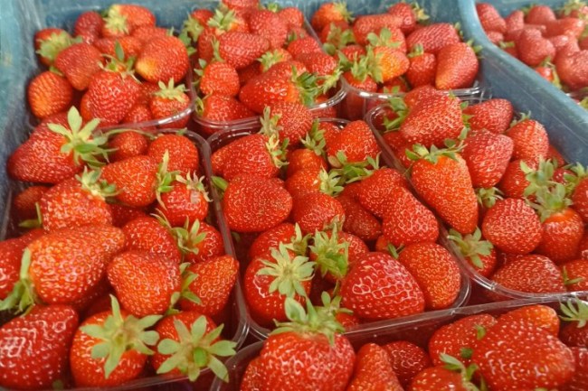 Muğla'nın çilekleri Migros raflarında