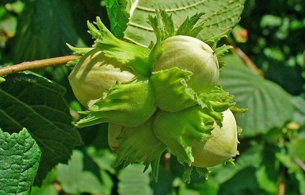 "Çiftçilerden kesilen paralar geri ödenecek"