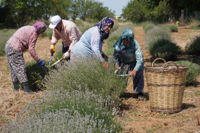 CHP'li Değirmendereli'nin hedefi lavanta ekimini yüzlerce dekara çıkarmak