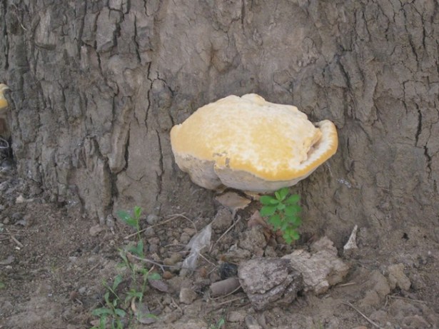 Çınar'lar 'mantar' istilası altında!..