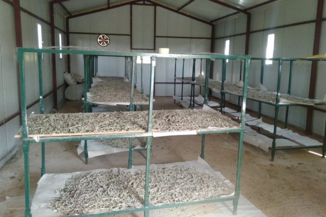 İzmit'te ipek kozasında hasat zamanı!