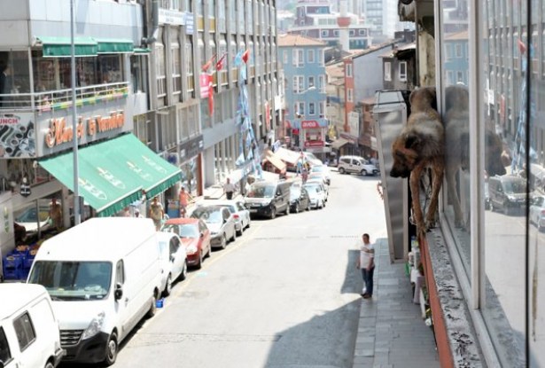 Çaresiz köpek sesini duyuramadı!..