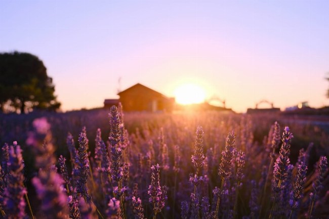 Sakarya Cennet Vadisi'nde 'mor' şölen