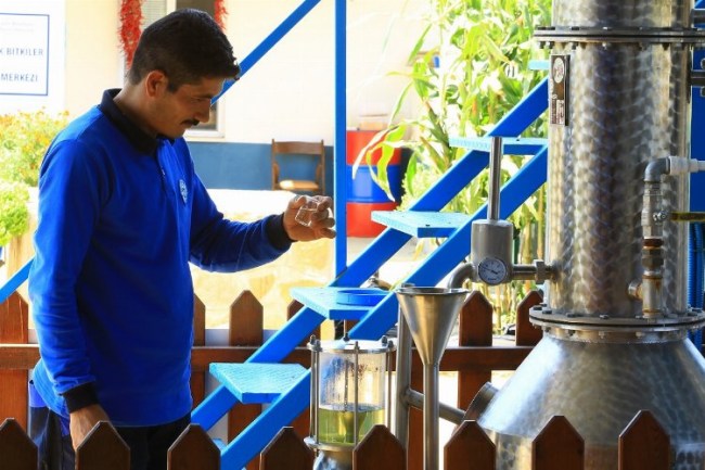Muğla'nın aromatik bitkileri işleniyor