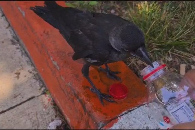 Bingöl'de sıcaklara dayanamayan kargayı serinlettiler!