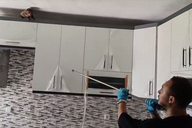 Bursa'da eve giren maymun korumaya alındı!