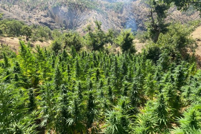 Bingöl'de 2 bin 252 kök kenevir bitkisi ele geçirildi