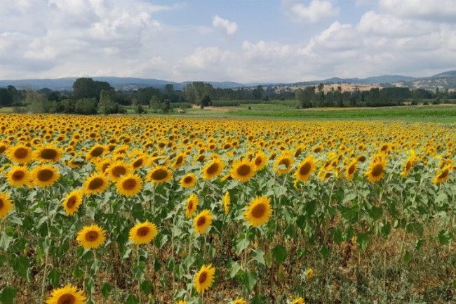 Pazaryeri'nde üreticilerin umut kaynağı oldu