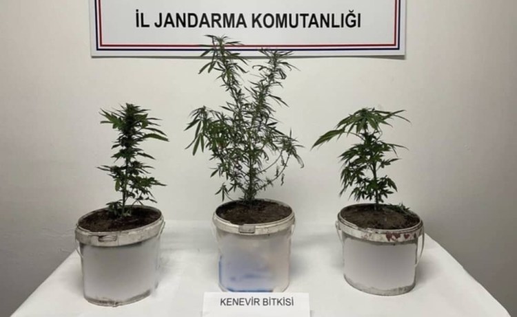 Saksıda kenevir yetiştirdiler