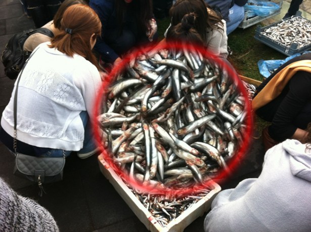 Festival de bayat balık mı dağıtıldı?..