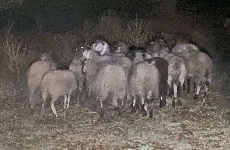 Hayvanlarını kaybeden çoban jandarmadan yardım istedi
