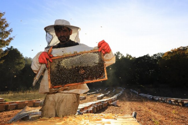 Türkiye'de ilk ve tek... 'Temiz Petek Projesi' arıcıların hizmetinde