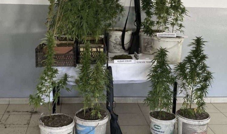 Jandarma Devrek’te 21 kök kenevir ele geçirdi