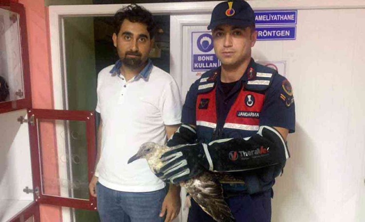 Yaralı martı'ya jandarma şevkati