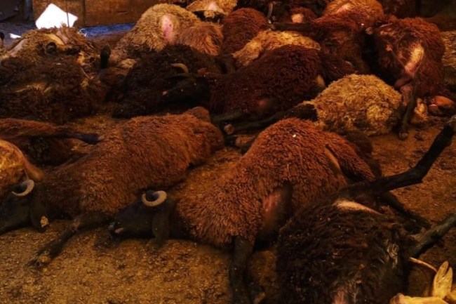 Bingöl Karlıova'da kuzular telef oldu