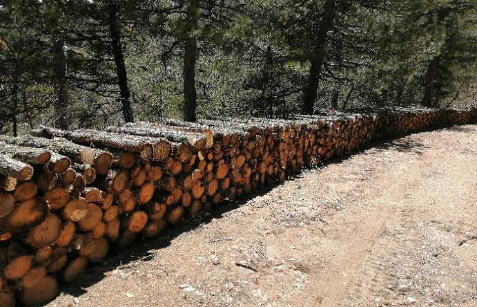 Yazıcılar köyünde odun hırsızlığı
