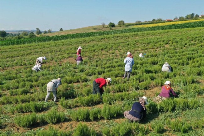 Kocaeli'de tıbbi ve aromatik bitkilerin hasadı başladı