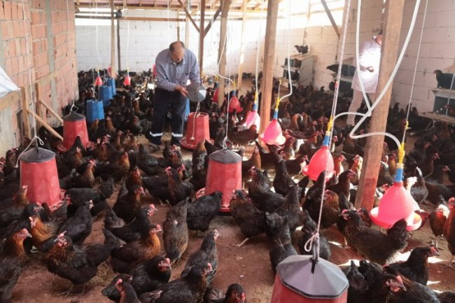 Kocaeli'de yüzde 50 hibeli tavuk desteği