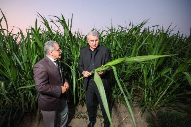 Mucize 'pakong' bitkisiyle Sakarya'da ilk.. Hayvancılık cazip hale gelecek
