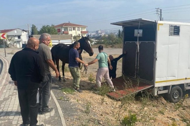 Çayırova'daki başıboş at Tekirdağ'a gönderildi
