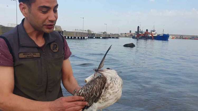 Balıkçı mağduru martı oltalardan kurtarıldı