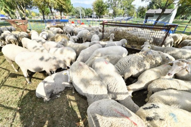 Çiftçiye küçükbaş hayvan desteği