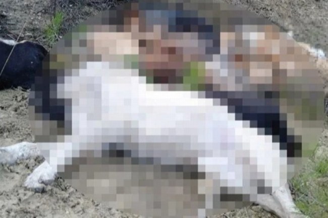 Bilecik Pazaryeri'nde şüpheli köpek ölümlerine 4 gözaltı