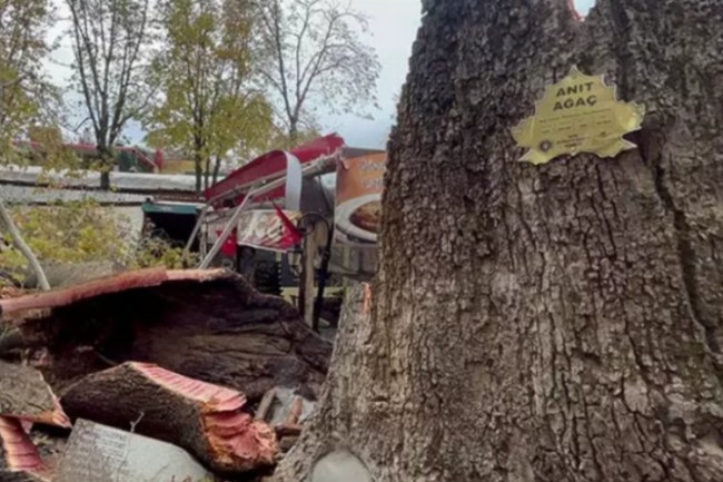 Kozahan'daki Tarihi Çınar'dan sadece kökü kaldı