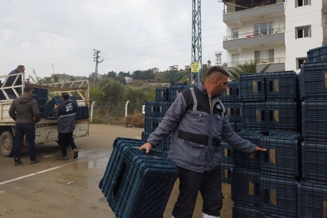 Hataylı zeytin üreticisine sandık dağıtımı