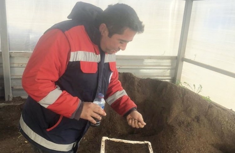 Pırasa tohumları ekildi.. Halka dağıtılacak