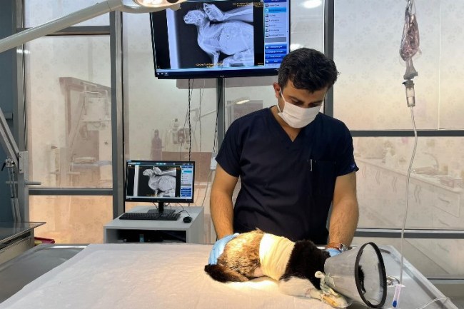 Olta iğnesi yutan kediye Balıkesir Büyükşehir'den yardım