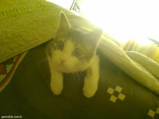 KAYIP ARANIYOR, BULANA ÖDÜL!..