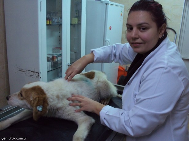 SOKAK HAYVANLARINA MİKROÇİP