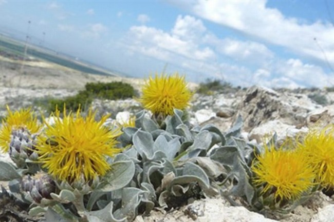 Bakan Yumaklı'dan kuraklığa dayanıklı bitki kullanımı için çağrı