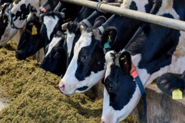 Egemen Ilgın'dan et fiyatlarına ilişkin değerlendirme